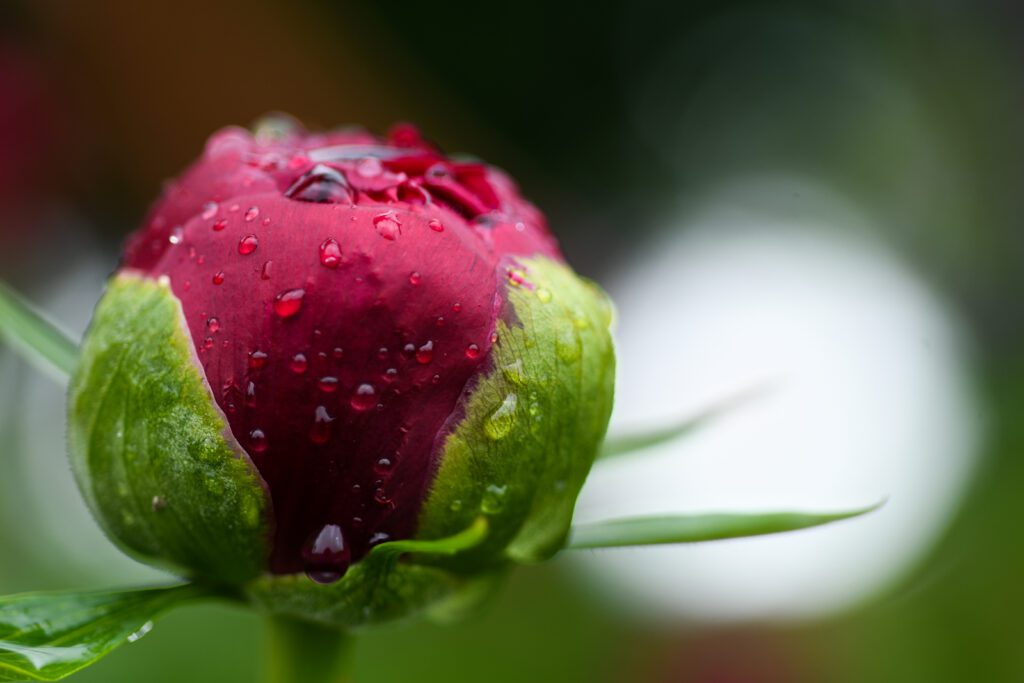 Gros plan sur une pivoine rouge qui est en train de s'ouvrir au début du printemps dans le jardin de Daria au Château de Vullierens.