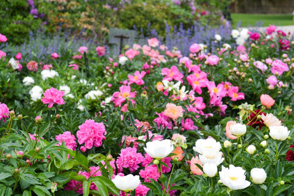 Plan rapporché du jardin de Daria du Château de Vullierens en pleine floraison des pivoines au printemps.