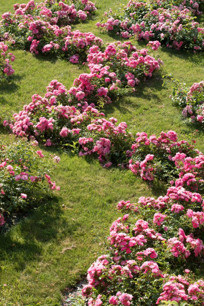 Zig-zig de rosiers roses en pleine floraison dans le jardin de Dorianne au Château de Vullierens.