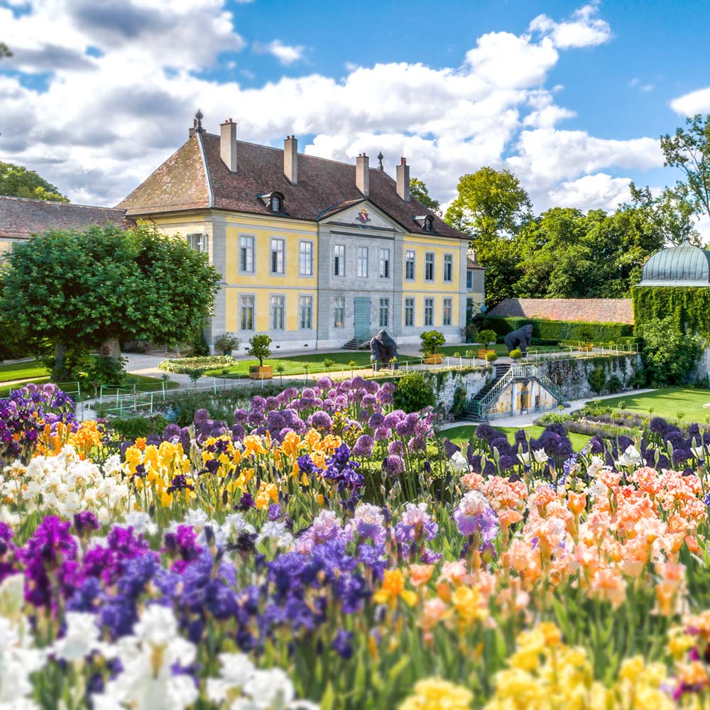 Montage photo illustrant le Château de Vullierens en arrière plan avec un parterre d'iris et d'alliums.