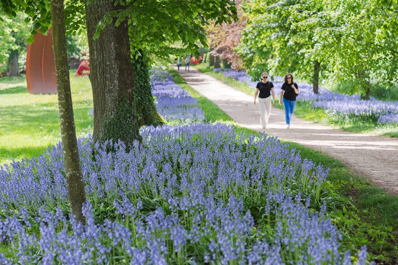 Allée cavalière du Château de Vullierens recouvert de jacinthes des bois en fleurs, un véritable tapis bleuté !