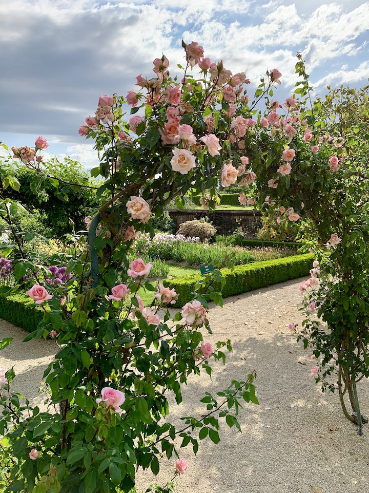 Arche de rosiers roses en fleurs dans le jardin de Doreen du Château de Vullierens.