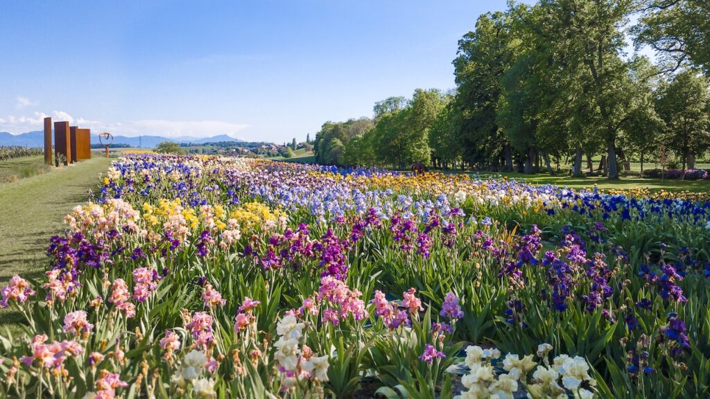 Plantation des iris côté vignes du Château de Vullierens. Tous les iris sont en fleurs, c'est au mois de mai.