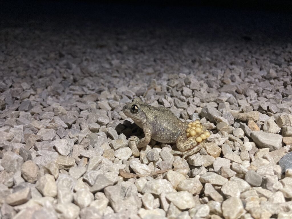 Crapaud accoucheur, esp&egrave;ces rares, d&eacute;couvertes au Ch&acirc;teau de Vullierens.