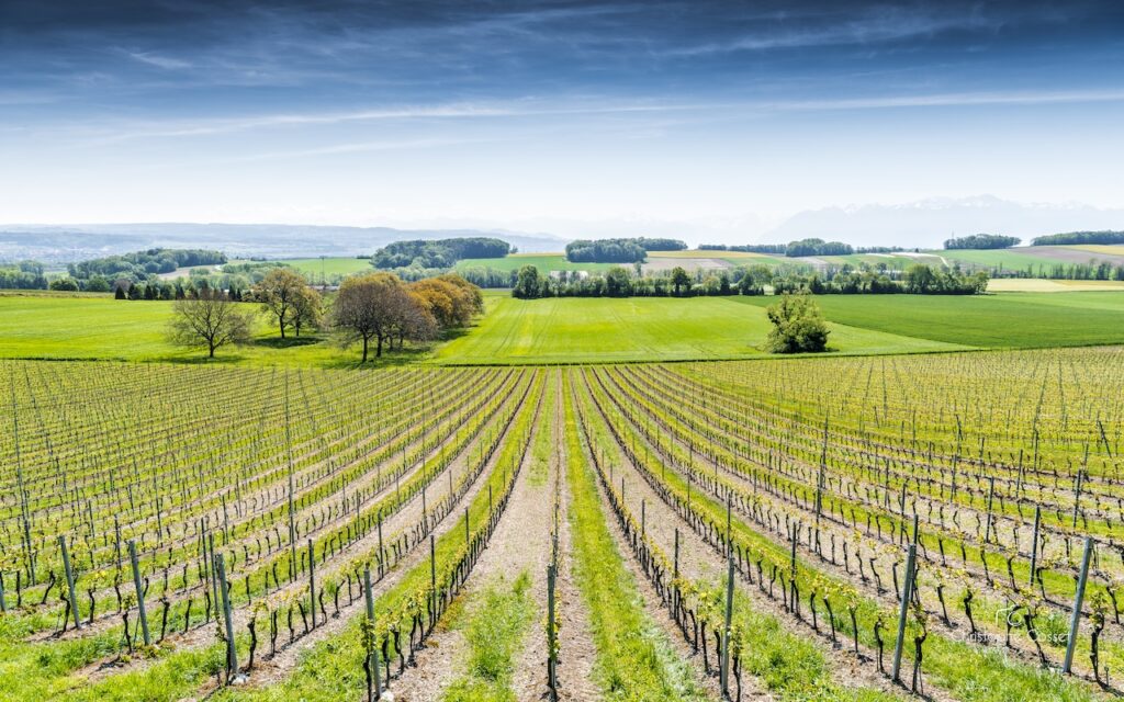 Vue large des vignes du Château de Vullierens lorsque les pieds de vignes étaient encore petits.