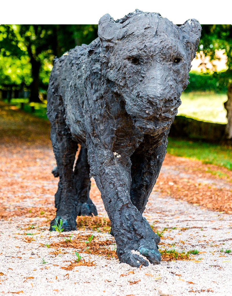 Davide Rivalta's lioness walking along the old main driveway of Vullierens Castle.