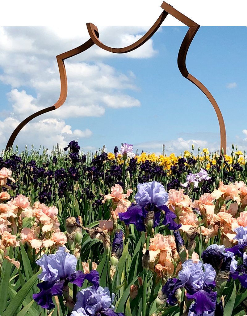 Die Skulptur Silhouette von Markus Graf und Gabriel Mazenauer aus Cortenstahl ist entlang der Weinberge und Irisplantagen des Château de Vullierens ausgestellt.