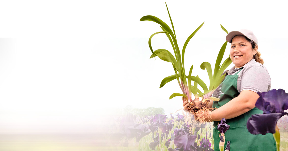 Portrait de Cristina, jardinière du Château, en train de porter des iris dans ses mains.