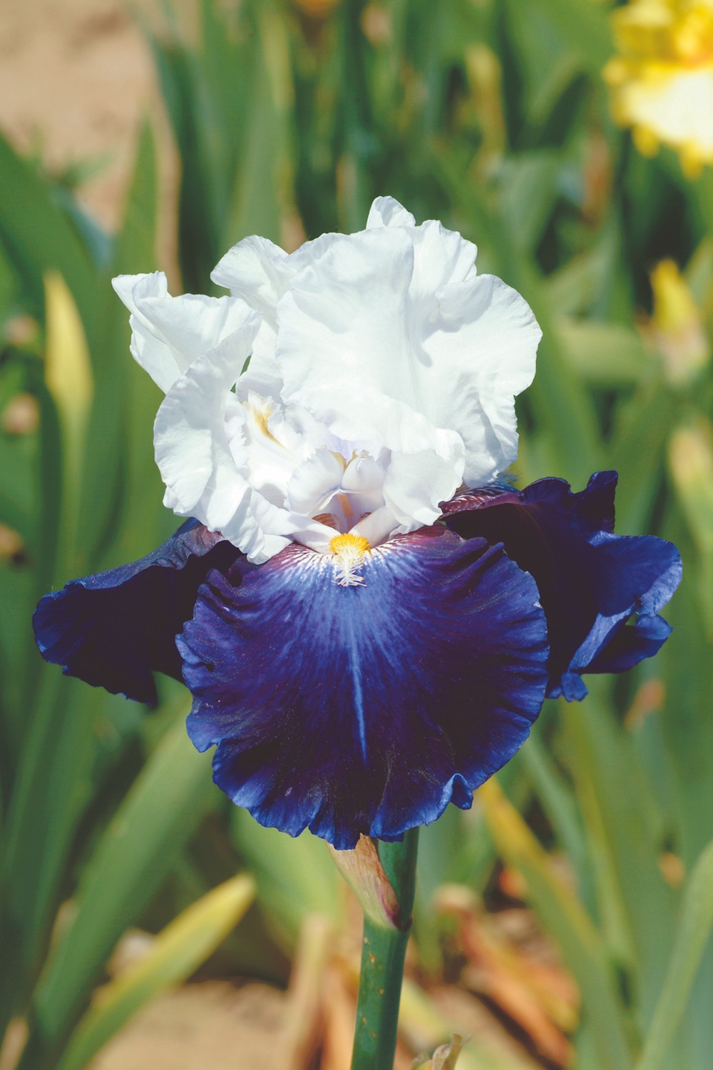 CAPTAIN'S CHOICE - R