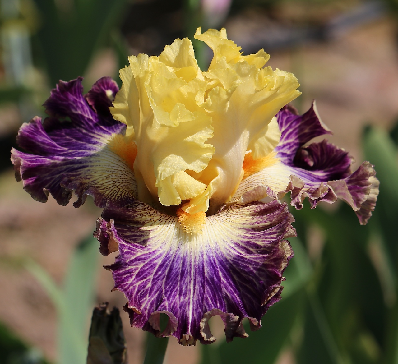 Dare to Be Different